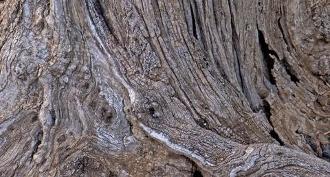 Part of the trunk of an old olive tree with bark covered with a pattern of cr Stock Photos