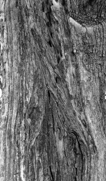 Part of the trunk of an old olive tree with bark covered with a pattern of cr Foto stock
