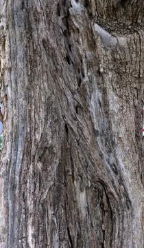 Part of the trunk of an old olive tree with bark covered with a pattern of cr Stock Photos