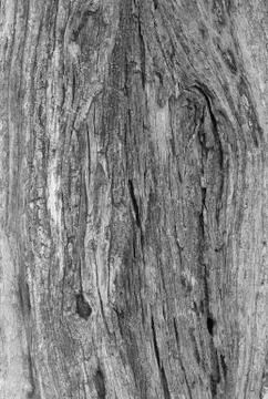 Part of the trunk of an old olive tree with bark covered with a pattern of cr Stock Photos