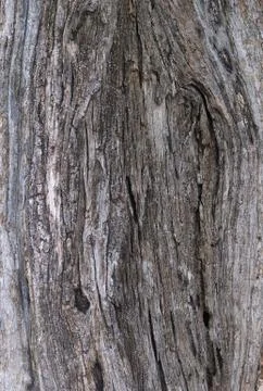 Part of the trunk of an old olive tree with bark covered with a pattern of cr Foto stock