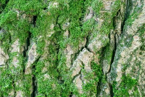 Part of the trunk of an old tree. Tree bark covered with green moss. Stock Photos