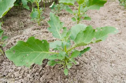 Part of vegetable garden Stock Photos