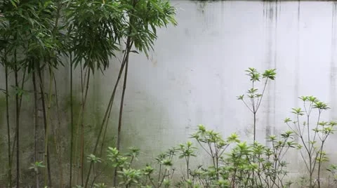 Part of the wall with the green trees. 스톡 동영상 22183871