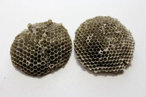 Part of a wasp nest Stock Photos