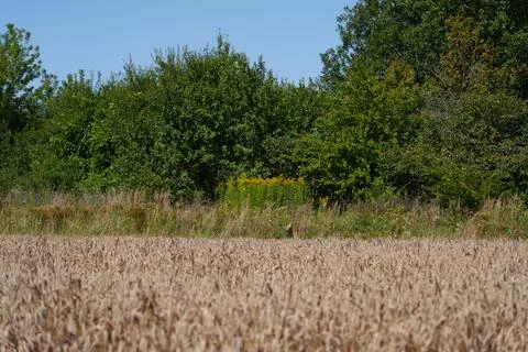 A part of a wheat field Fotos de archivo