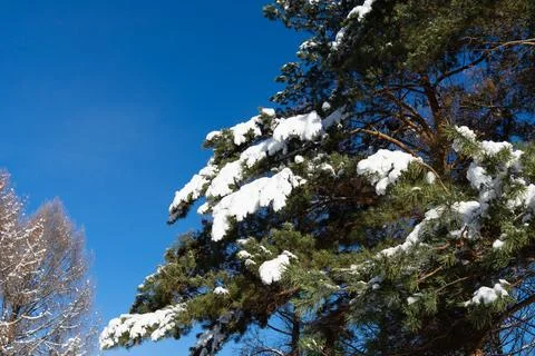 Part of a winter tree covered in snow. Blue sky as a background. Stock Photos