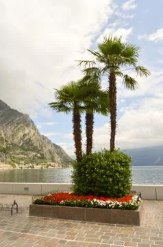 Parterre of palm trees Stock Photos