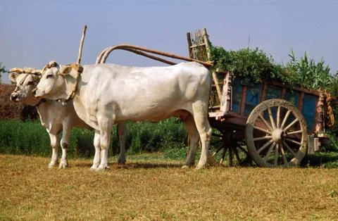 PARTHENAISE Stock Photos