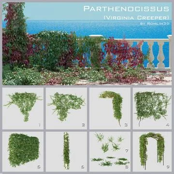 Parthenocissus (Virginia Creeper) 3D Model