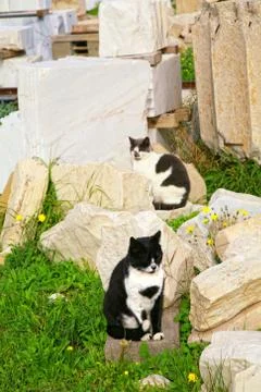Parthenon cats Stock Photos