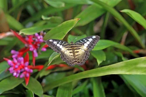 Parthenos sylvia Stock Photos