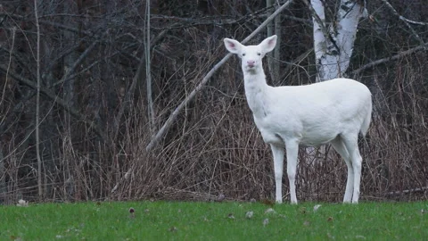 Partial albino White-tailed Deer doe chewing cud Stock Footage 197494600