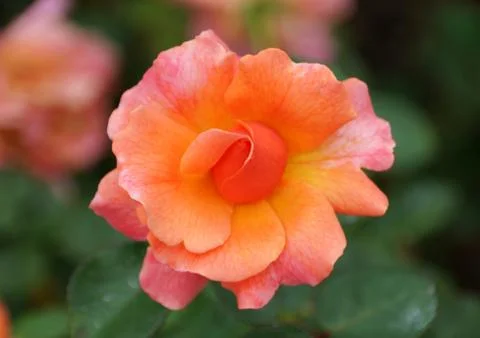 A partial bloom of an orange and pink color of Floribunda Rose 'Harpageant' Stock Photos