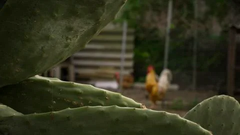 Partial blur with prickly pear cactus in the foreground Stock Photos