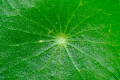 Partial close-up of leaves Stock Photos