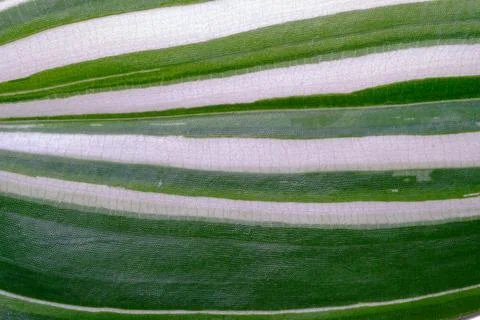 Partial close-up of leaves Stock Photos