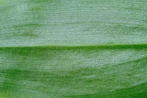 Partial close-up of leaves Stock Photos