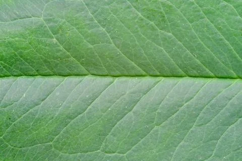Partial close-up of leaves Stock Photos