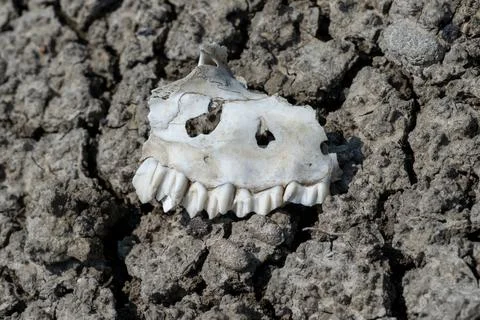 Partial deer jaw bone with whit teeth on a cracked gray clay background Stock Photos