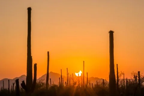 Partial Eclipse, Saguaro National Park West, Arizona Stock Photos