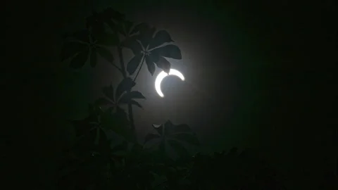 Partial eclipse seen from below a ceiba tree with the silhouette of it's Stock Footage 263178647