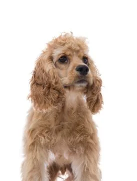 Partial frontal portrait of a cocker spaniel Stock Photos