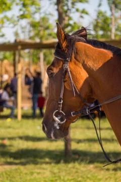 With partial harness Stock Photos