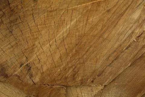 Partial Oak Tree Cross Section Stock Photos