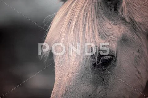 Partial portrait of white horse Stock Photos