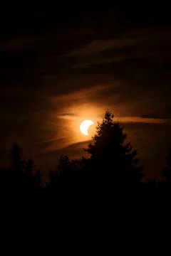 Partial solar eclipse setting behind silhouetted pine trees. Stock Photos