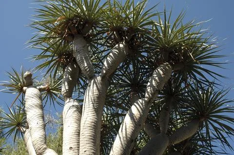 Partial view of the ancient dragon tree found in the canary islands Stock Photos