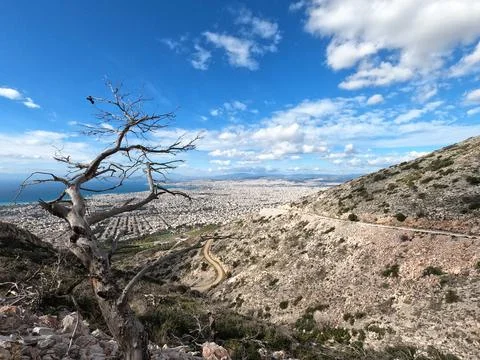 Partial view of Athens and a lone leafless tree, Greece, on a bright day Stock-Fotos