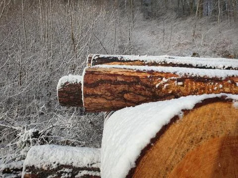 Partial view of deforested tree trunks covered with snow as a close-up view. Stock Photos