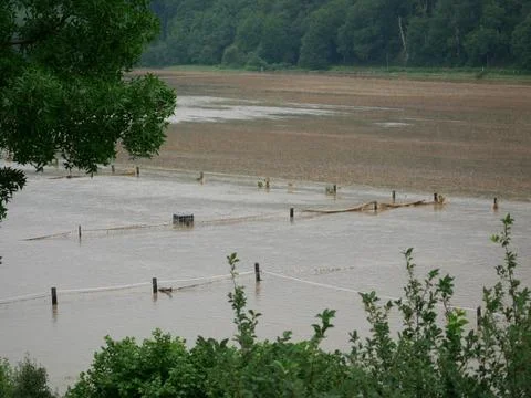 Partial view of a field, the floods destroy the harvest. Stock Photos