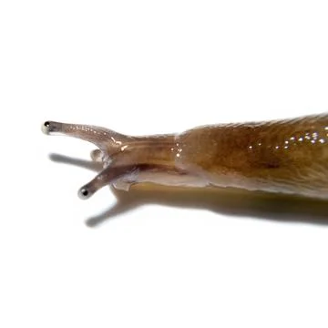 Partial view of the head, horns and eyes of a common slug isolated on white Stock Photos