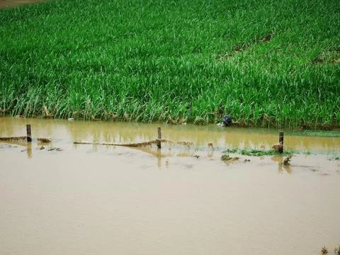 Partial view of a maize field, the floods are almost approaching Stock Photos