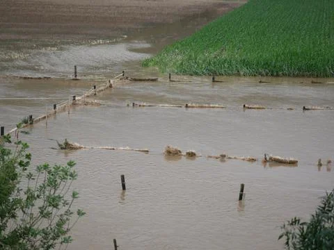 Partial view of a maize field, the floods destroy the harvest Stock Photos