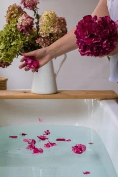Partial view of woman throwing hydrangea petals in bath, selective focus Stock Photos