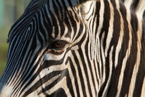 Partial zebra face Stock Photos