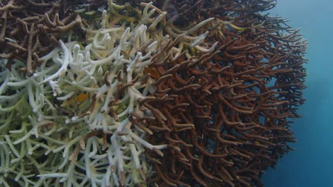 Partially bleached Acropora coral (Acropora Muricata) of the West Papua region Stock Footage 346624608
