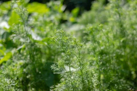Partially blurred background image of green sprigs of dill growing in vegetab Foto stock
