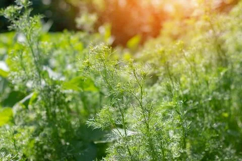 Partially blurred background image of green sprigs of dill growing in vegetab Foto stock
