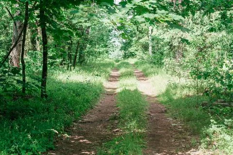 Partially blurred creative background image of sandy path in summer forest am Foto stock