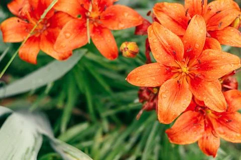 Partially blurred creative background image. Bright orange lilies and greener Stock Photos