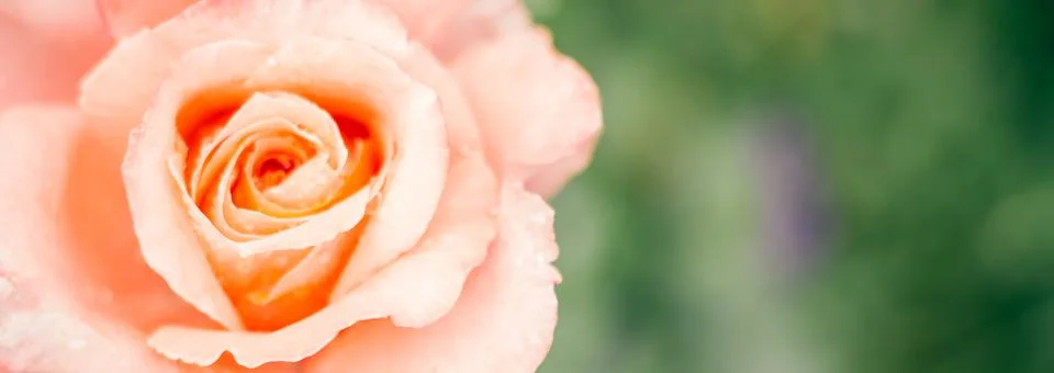 Partially blurred creative background image of delicate pink rose and greener Stock Photos
