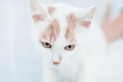 Partially blurred muzzle of white and ginger cat - eyes and nose on white bac Stock Photos