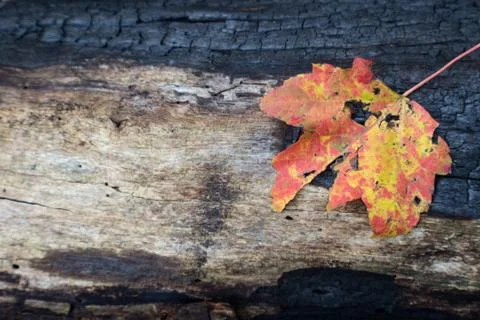 Partially charred log background with orange and yellow leaf, space for text Stock Photos