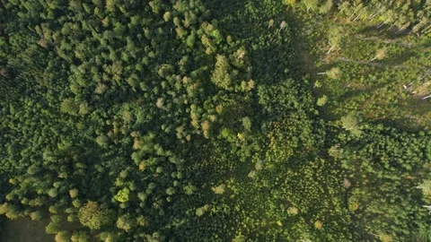 Partially cleared forest. Aerial view Stock Footage 213156270