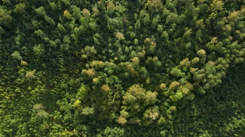 Partially cleared forest. Aerial view Stock Footage 213156287
